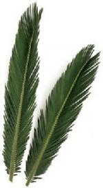 Sago Palm - 4 per bag